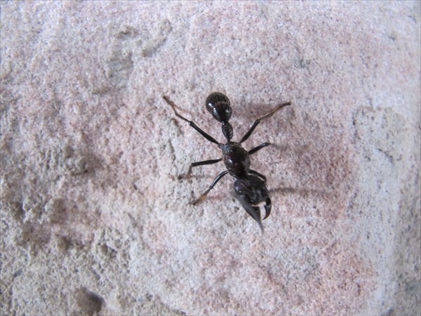 муравей 24